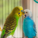 Parakeets-1